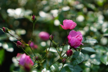 pink roses grow on a bush