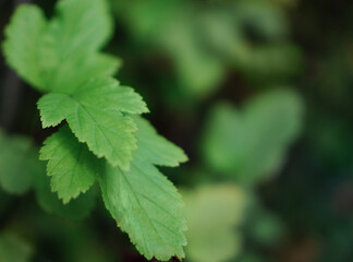 close up of green leaf
