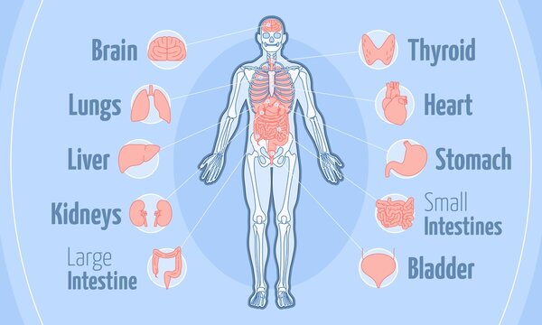 Human body anatomy flat vector illustration stomach bladder