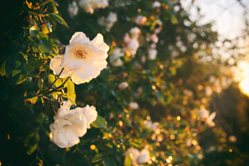 Image of white roses on the bush at sunset