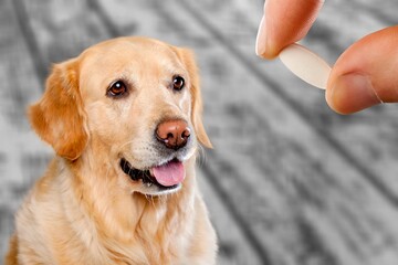 A dog and person give pill to improve life, healthy capsule