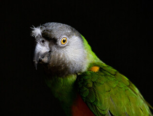 Parrot