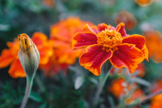 A singler flower and a singler bud on blurred marigold field background. Landscape with tagetes. Bright french marigolds for publication, poster, calendar, post, screensaver, wallpaper, postcard