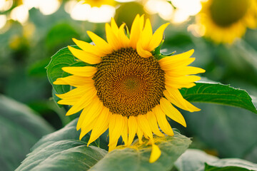 Obraz premium Beautiful landscape with yellow sunflowers. Sunflower field, agriculture, harvest concept. Sunflower seeds, vegetable oil. Wallpaper with sunflower.