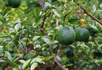 A picture a long time before the yellow tangerine turned out to be.