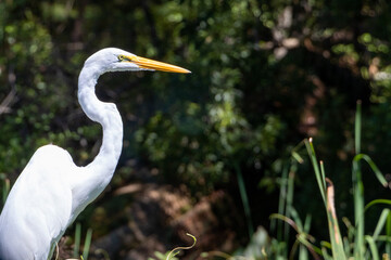 Great Egret Bird with Background