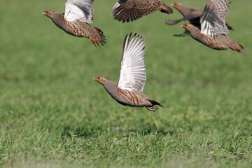 A flock of gray partridge in flight - obrazy, fototapety, plakaty