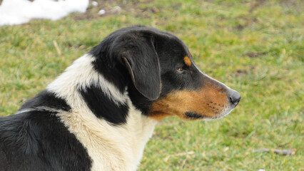 portrait of a dog. Close-up photo of a dog