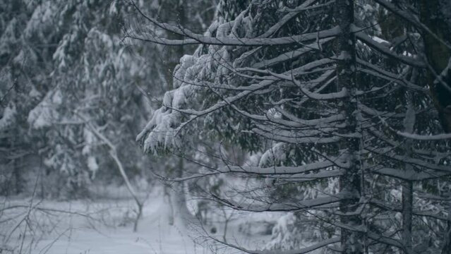 Russian winter, snow and cold