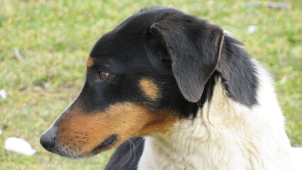 portrait of a dog. Close-up photo of a dog