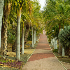 Obraz premium palm trees in the park