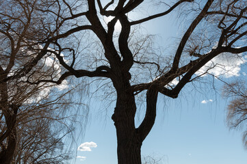 silhouette of a tree on a blue sky