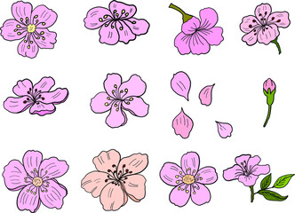 Branch of Cherry blossom on white.Vector illustration Sakura Flower,Nice Peach blossom isolated vector.Japanese floral.Nature background with blossom branch of sakura flower vector.Gold line apricot.