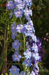 Delphinium in blossom at the local conservatory