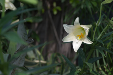 isolated Lilium longiflorum called the Easter Lily