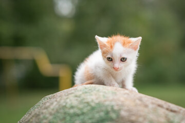 Portrait of a small white kitten on a stone in the park.