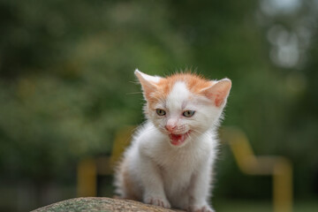 Portrait of a small white kitten on a stone in the park.