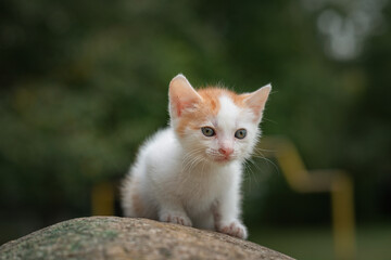Portrait of a small white kitten on a stone in the park.