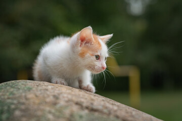 Portrait of a small white kitten on a stone in the park.