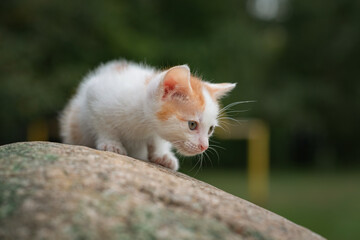 Portrait of a small white kitten on a stone in the park.