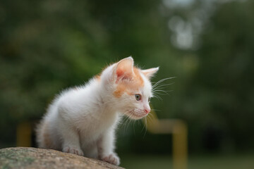 Portrait of a small white kitten on a stone in the park.