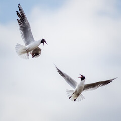 Black-headed gull (Chroicocephalus ridibundus)