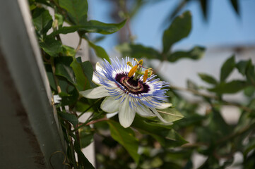 white Passiflora in bloom at the conservatory