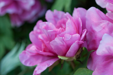 Paeonia × suffruticosa or deep pink blossoms of the tree peony