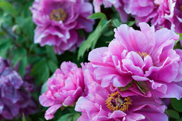 Paeonia × suffruticosa or several deep pink blossoms of the tree peony