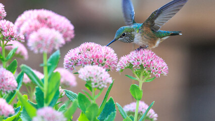 bee on flower