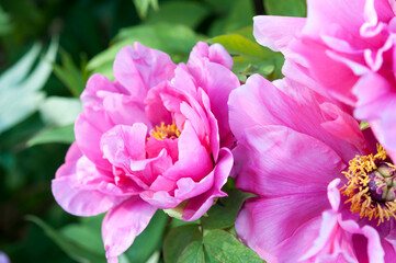 close up of pink flower