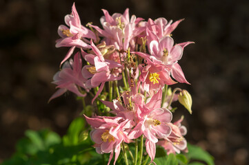 bouquet of Aquilegia on a dark background