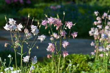 Aquilegia blossoms on stalks in the park
