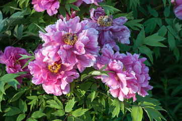 Paeonia × suffruticosa or several deep pink blossoms of the tree peony in sunlight