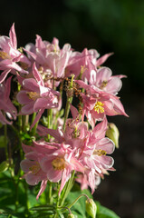Aquilegiapink Aquilegia or columbine cultivar in strong light