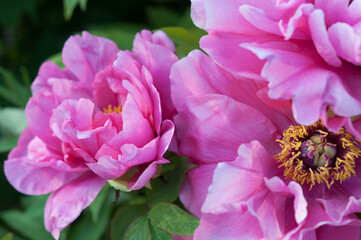 Paeonia × suffruticosa or deep pink blossoms of the tree peony