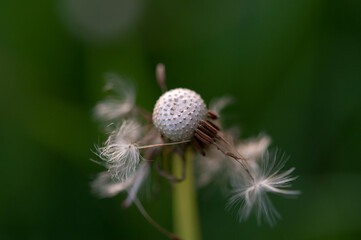 Taraxacum (dandelion) seedhead