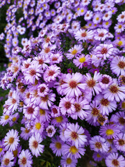 Herbs in nature. Fild of Aster dumosus at sunny day at nature. Symphyotrichum dumosum, Bushy aster. Flower texture. Top view. Japanese aster or Kalimeris incisa flowers. wallpaper with lilac blossom.