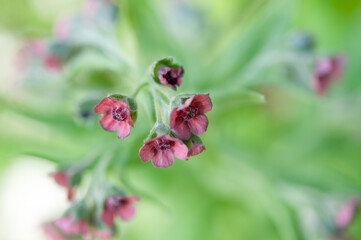 dainty pink flowers on an abstract green background