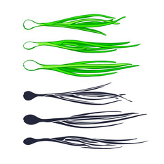 Green onion bunch. Vector fresh leaves. Farm food