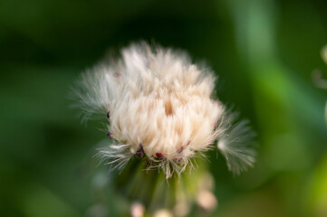 Taraxacum (dandelion) seedhead