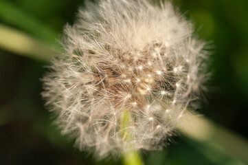 Taraxacum (dandelion) seedhead