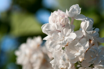 light pink Syringa vulgaris or lilac blossoms and buds on a bokeh background