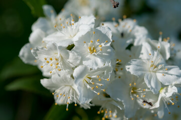 white blossoms close up