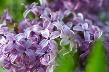 Syringa vulgaris or lilac in violet with green leaves 