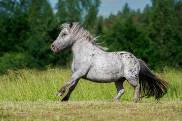Fototapeta na wymiar Beautiful appaloosa pony running in summer