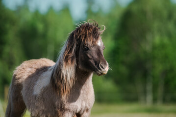 Portrait of young Shetland pony in summer