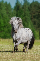 Beautiful appaloosa pony running in summer