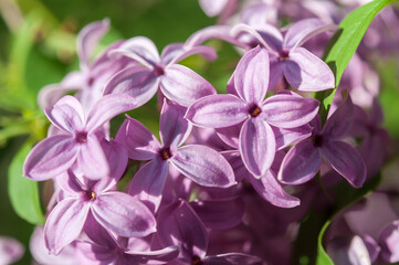 multiple violet Syringa vulgaris or lilac blossoms