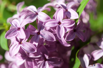 Fototapeta na wymiar Syringa vulgaris or lilac in sunlight